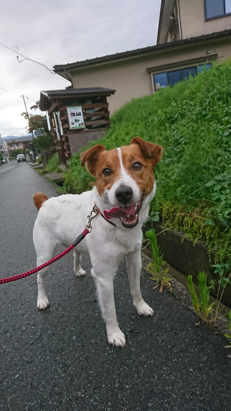 ジャックラッセルのマロンちゃん お泊まりの様子