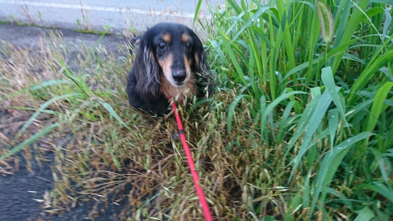 ダックスのライリーちゃん お泊まりの様子
