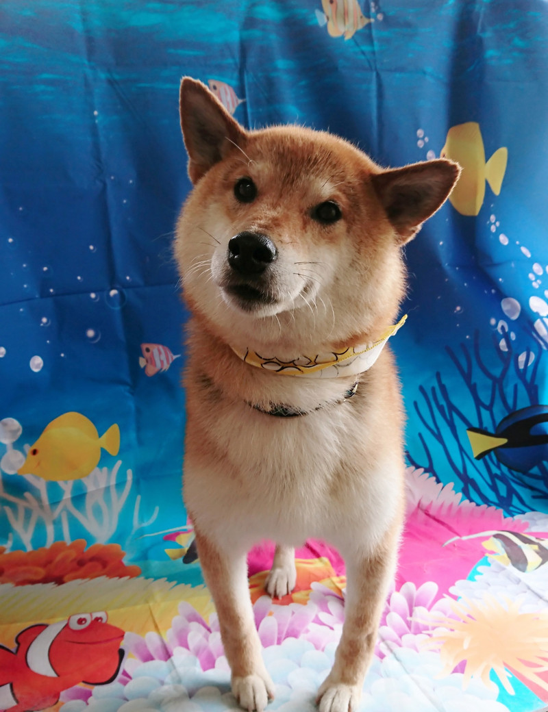 コーギーのソラちゃん&柴の義経ちゃん シャンプーコース お爪切り