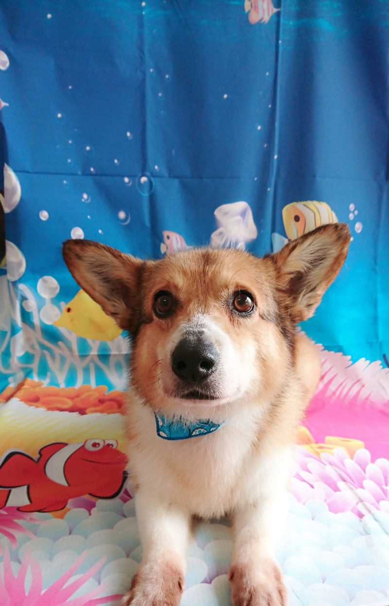 コーギーのソラちゃん&柴の義経ちゃん シャンプーコース お爪切り