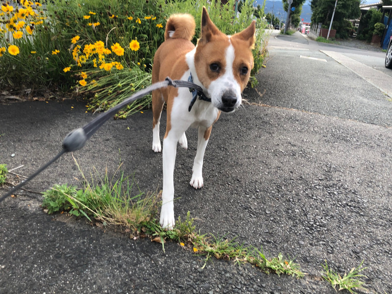 バセンジー カーネルちゃん お泊まりの様子