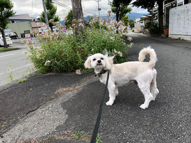 MIX くっきーちゃん お泊まりの様子