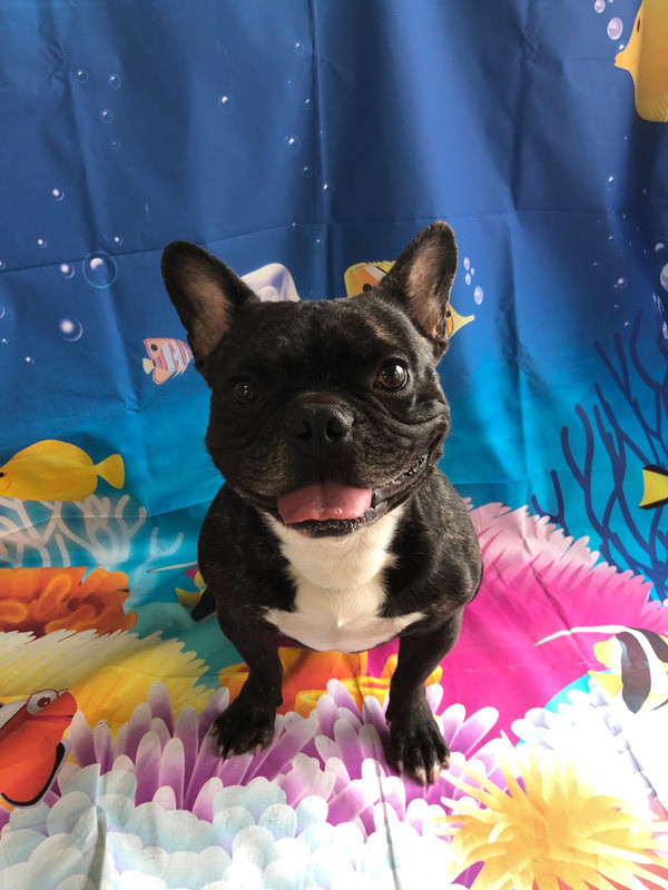 フレブル ゴンちゃん シャンプーコース