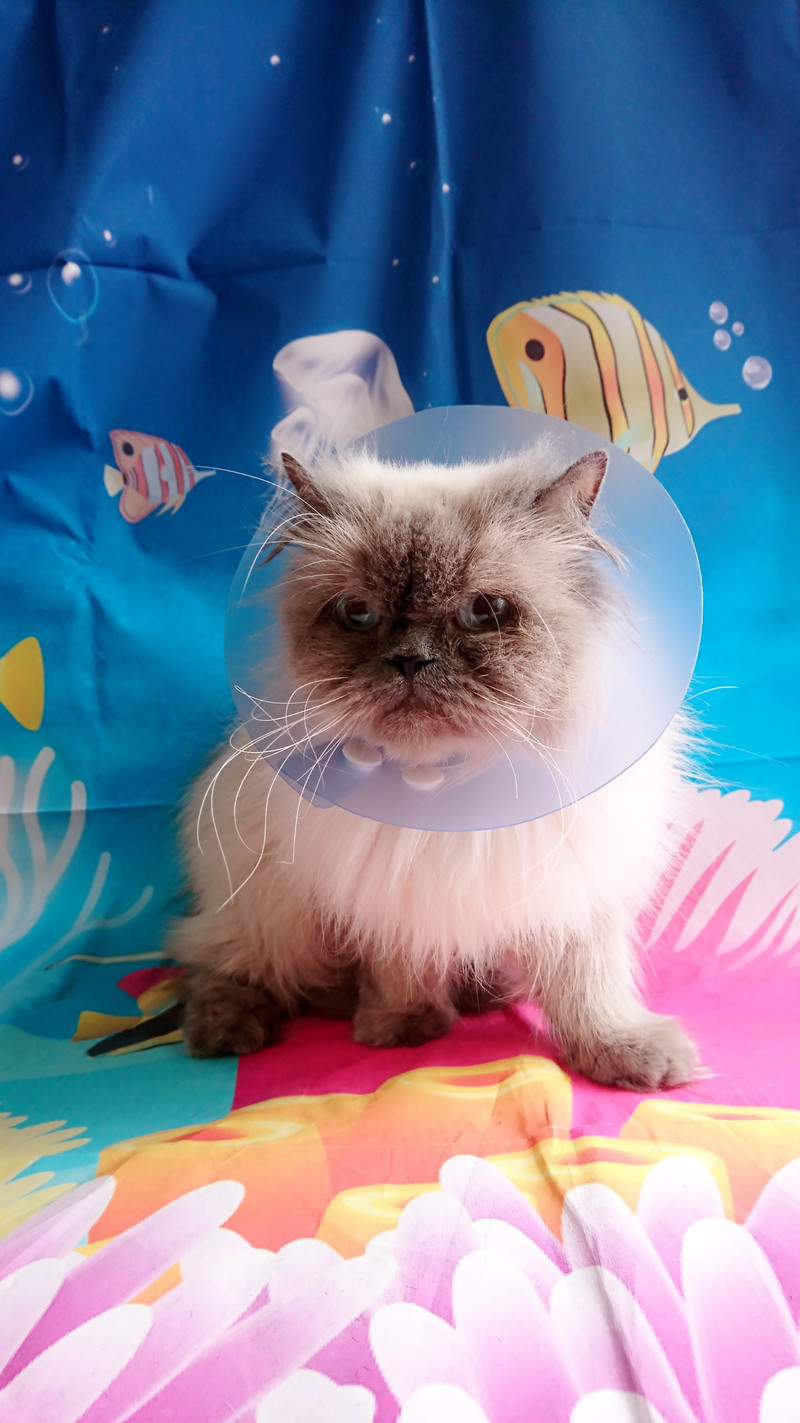 スコティッシュのしゃけちゃん&ヒマラヤのぶりちゃん お爪切り 肛門周りのカット