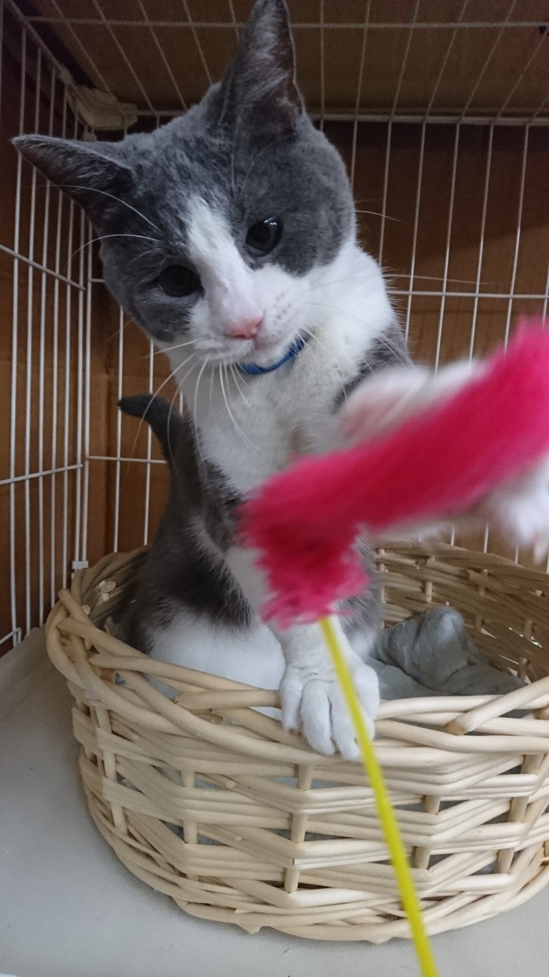 猫のじゃしゃまるちゃん お泊まりの様子