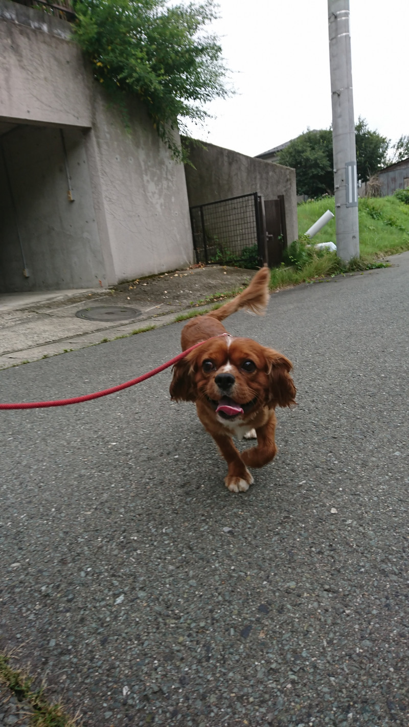 キャバリアのチャロちゃん お泊まりの様子