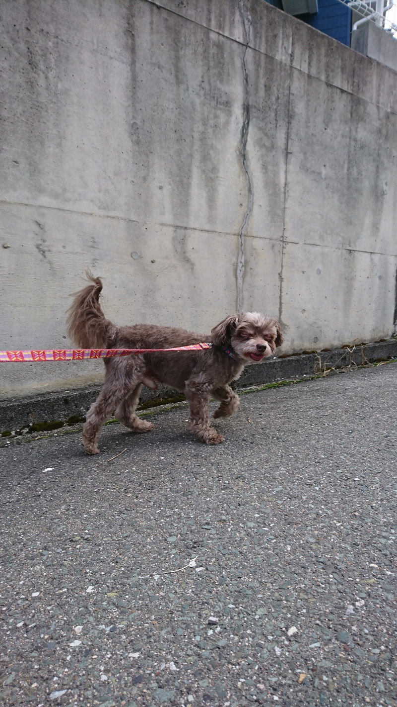 MIXのケロロちゃん お泊まりの様子