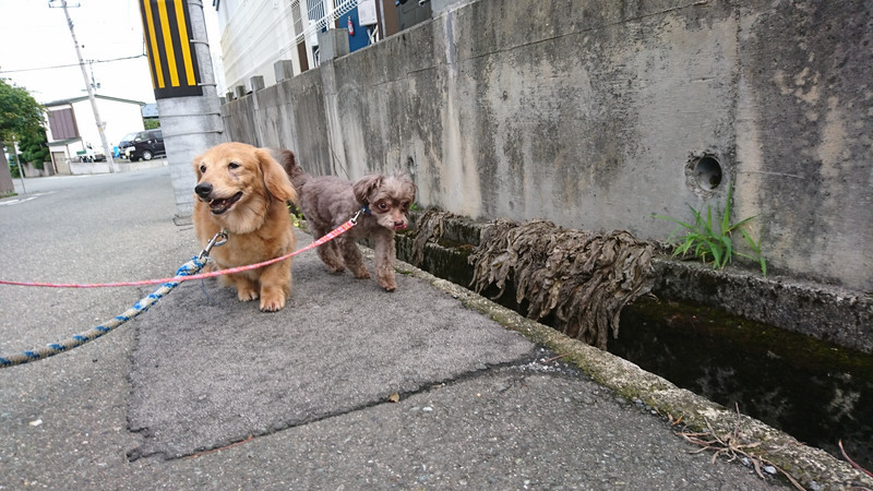 MIXのケロロちゃん お泊まりの様子