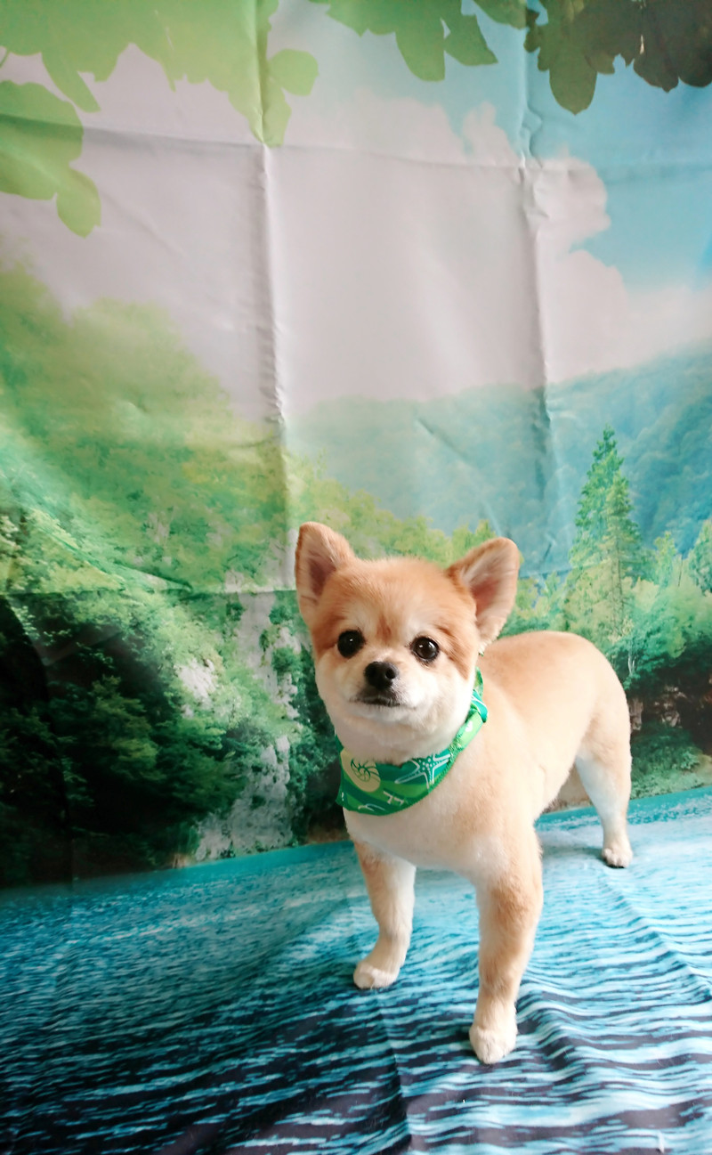 MIXの虎徹ちゃん トリミングコース ハーブパック