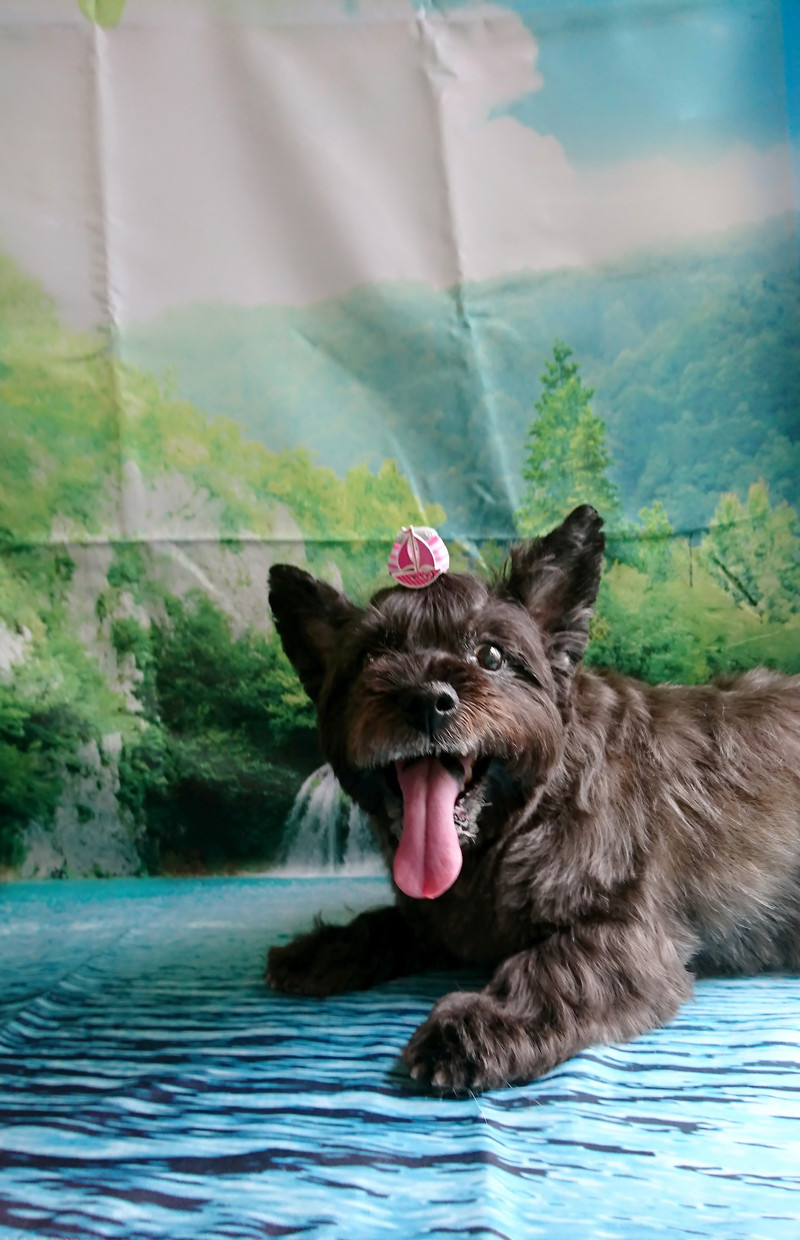 ケアーンのモモちゃん トリミングコース