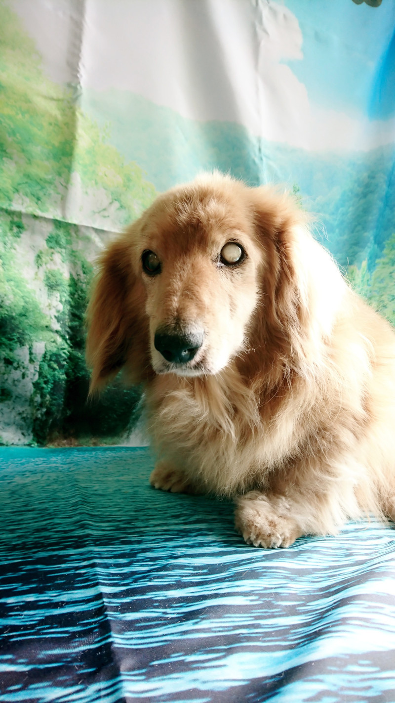 ダックスのムーちゃん シャンプーコース お爪切り