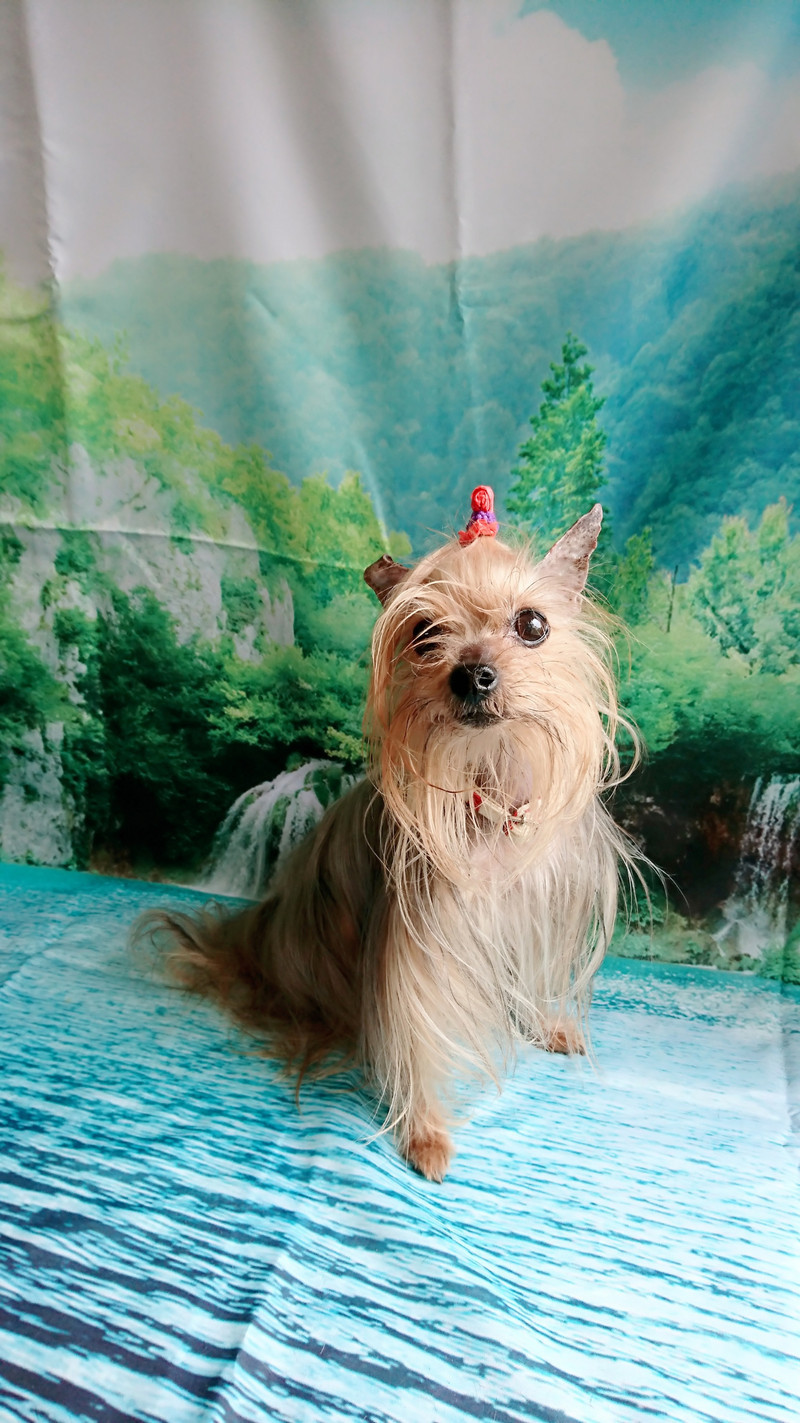 ヨーキーのみゅーちゃん シャンプーコース