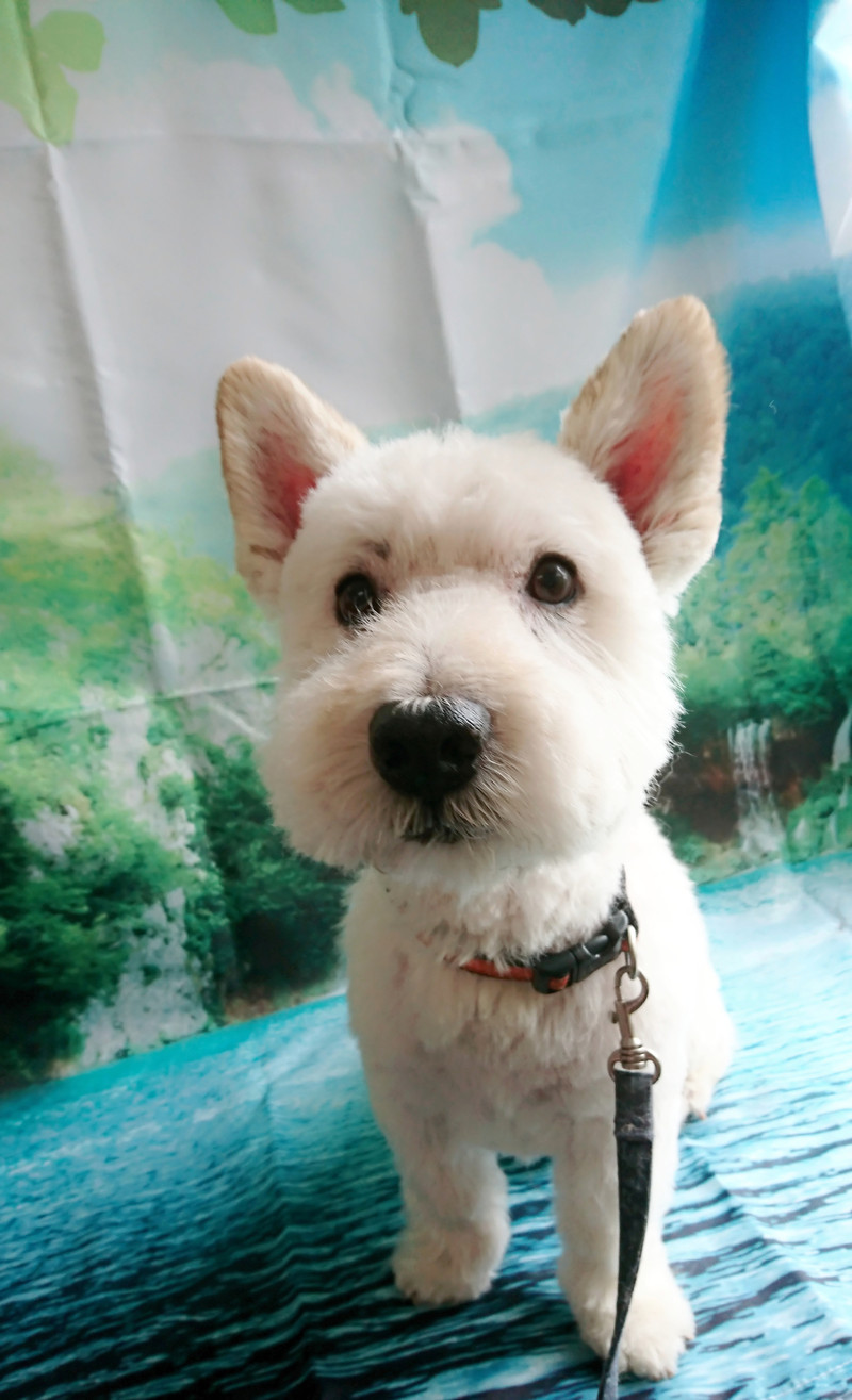 ウェスティのべー太郎ちゃん トリミングコース