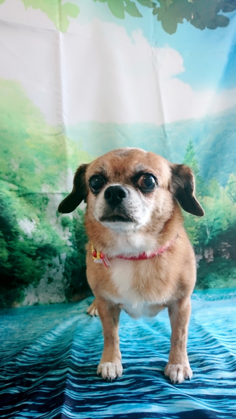 パピヨンのナッツちゃん&MIXのマリンちゃん トリミングコース グルーミングコース