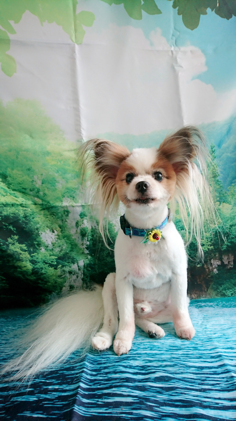 パピヨンのナッツちゃん&MIXのマリンちゃん トリミングコース グルーミングコース