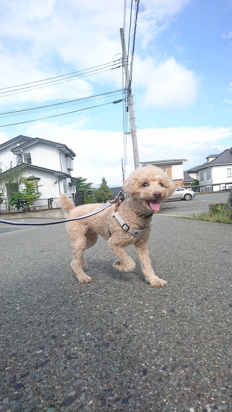 プードルのアロちゃん お泊まりの様子