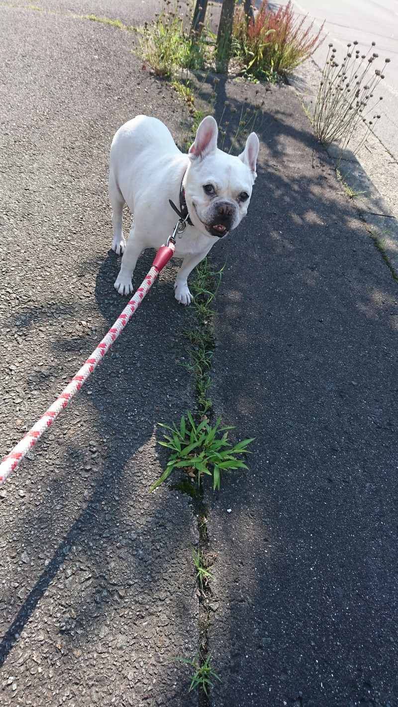 フレブルの桃太郎ちゃん お泊まりの様子