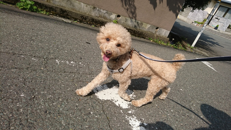 プードルのアロちゃん お泊まりの様子