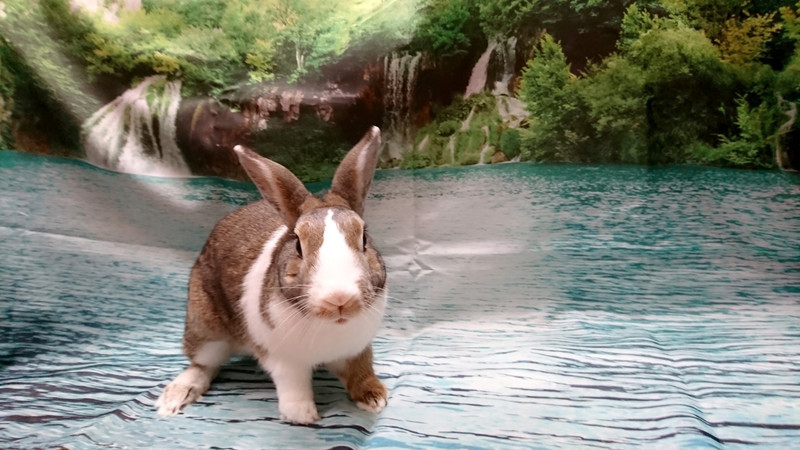 うさぎのちゃらびぃちゃん お爪切り