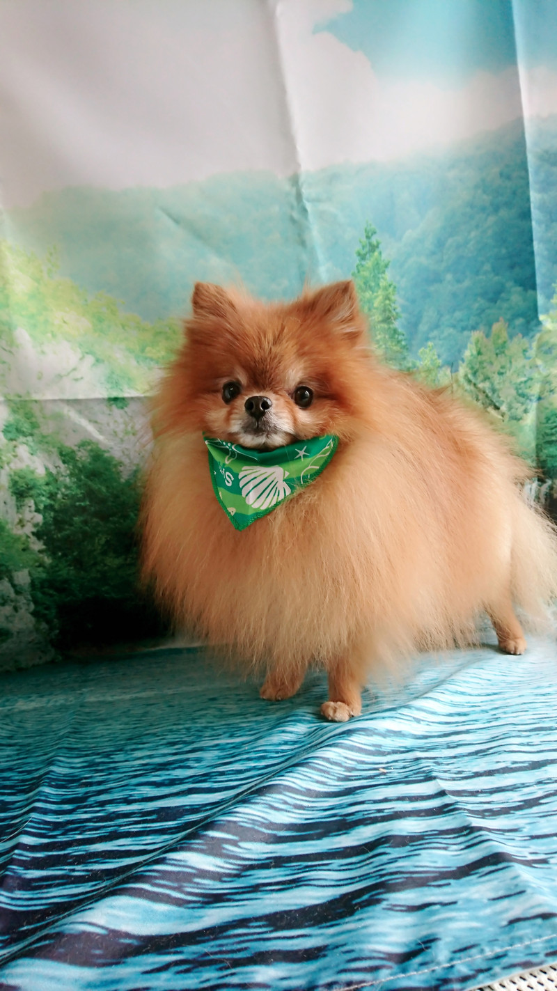 ポメラニアンのチャイちゃん グルーミングコース 部分カット