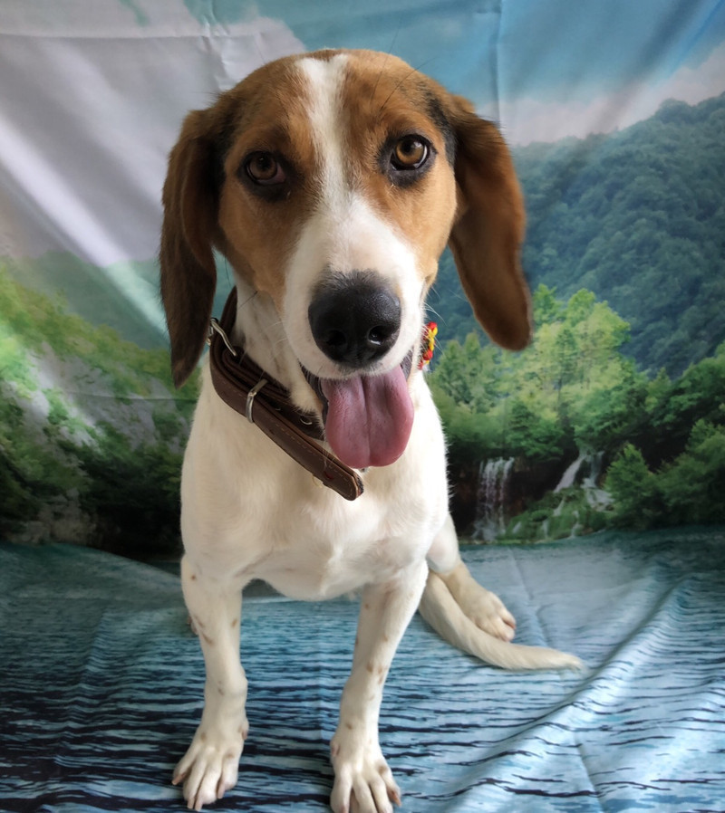 ビーグルのイトちゃん&シュナウザーのムムちゃん グルーミングコース トリミングコース