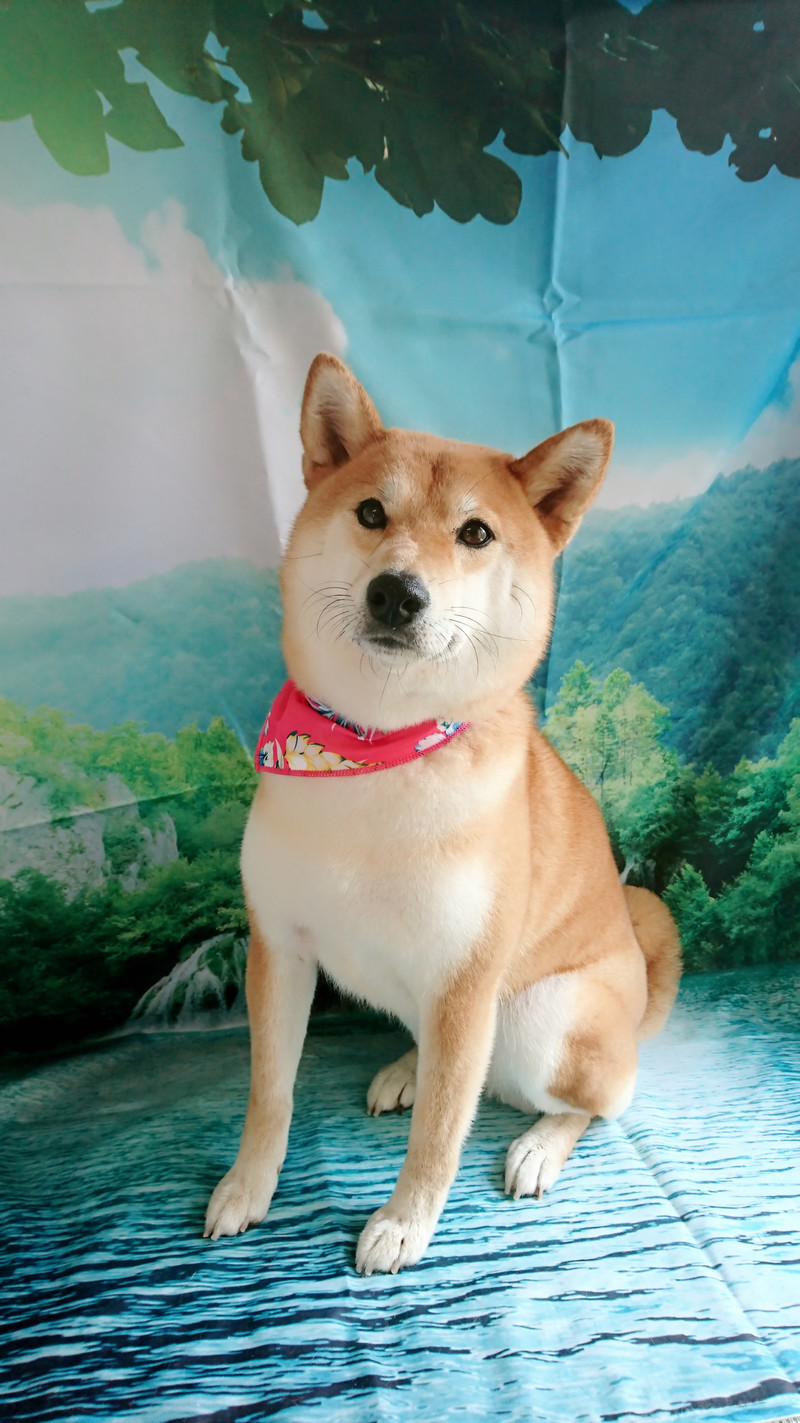 柴のりんちゃん グルーミングコース 部分カット