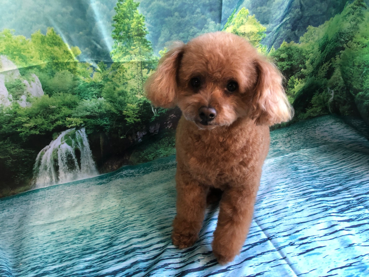 トイプードル ハルちゃん シャンプーコース