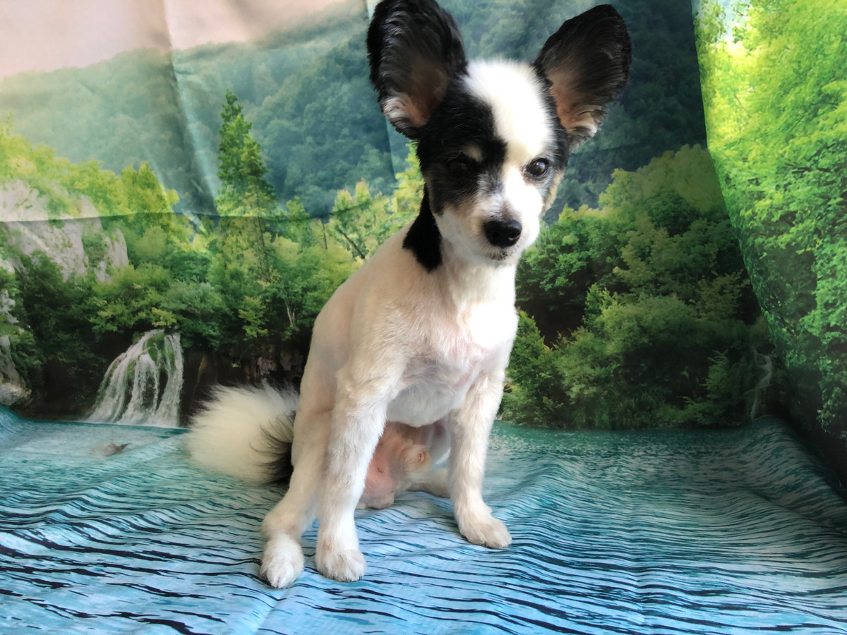 パピヨン りゅうちゃん トリミングコース