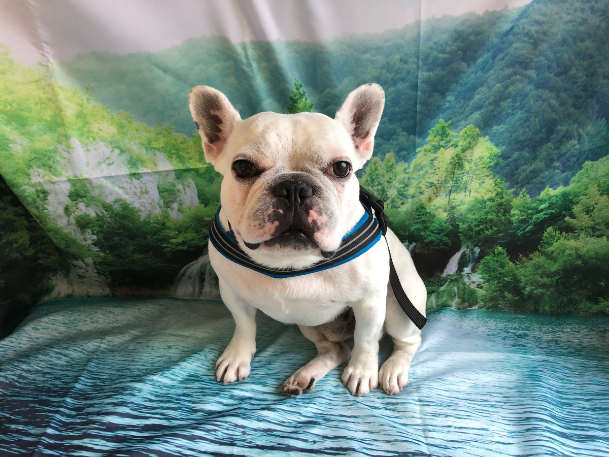 フレブル ハジメちゃん グルーミングコース