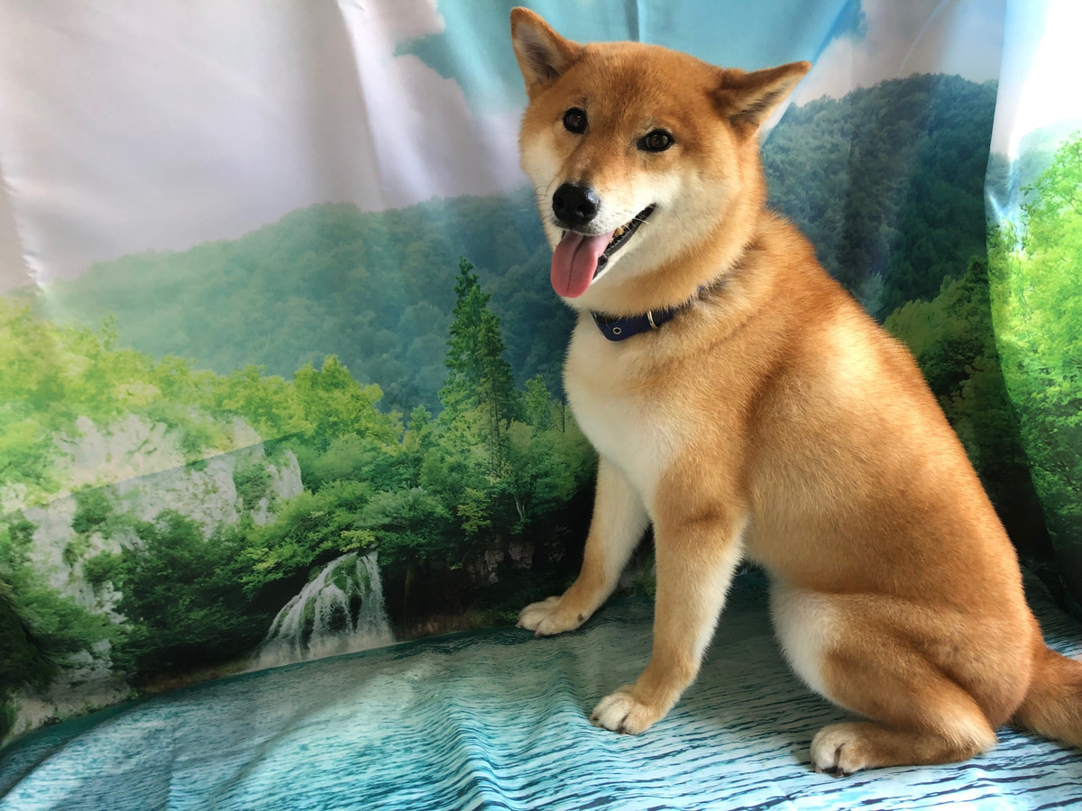 柴犬 力ちゃん シャンプーコース