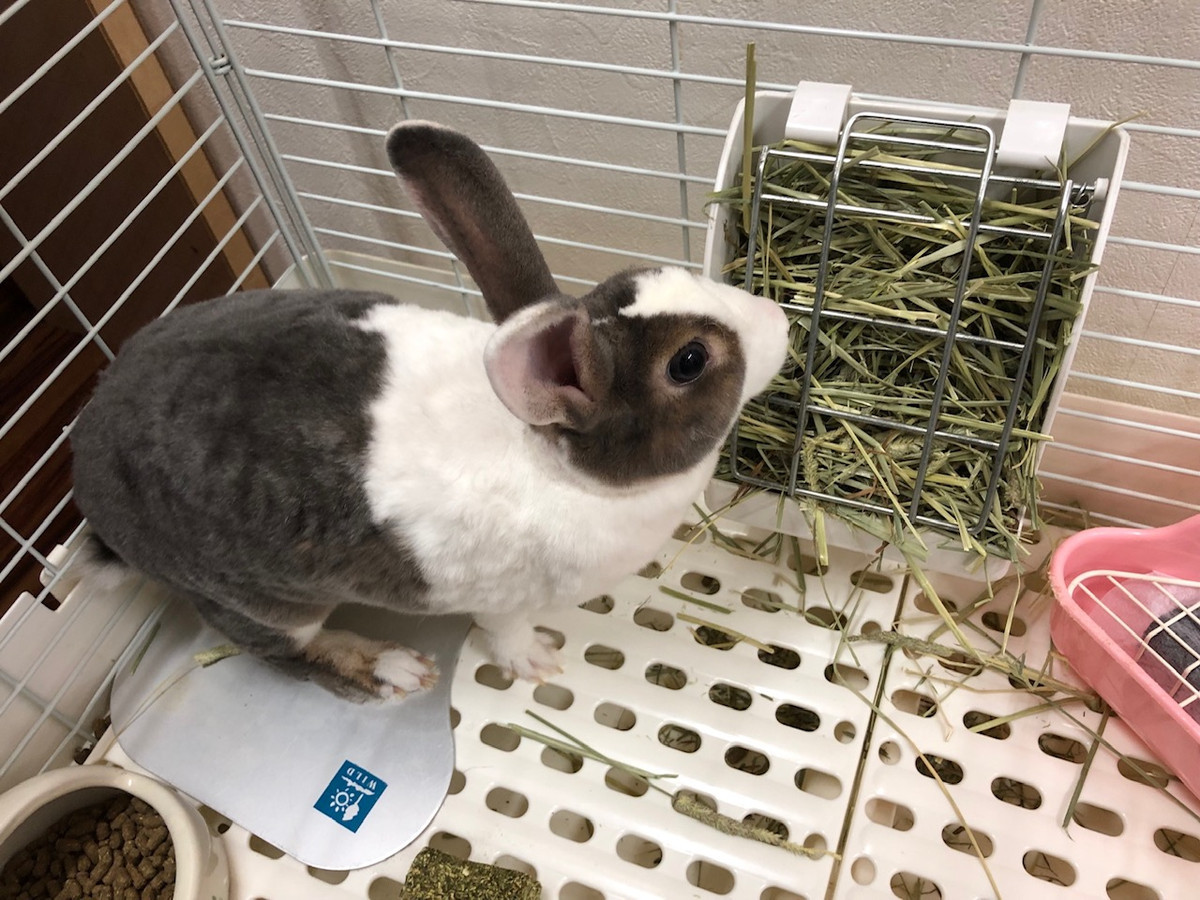 うさぎ はなちゃん お泊まりの様子