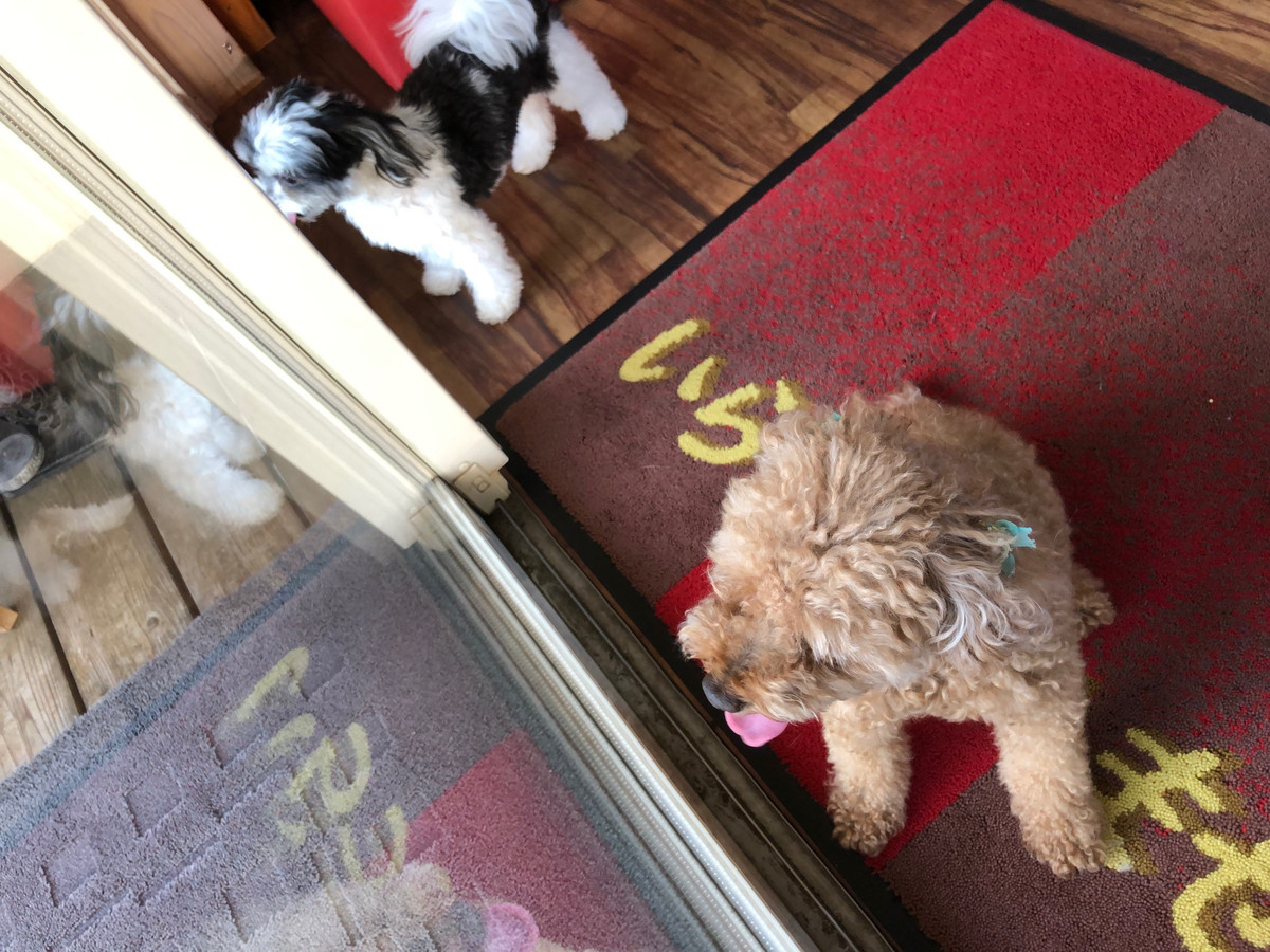 トイプードルMIX チロルちゃんコロンちゃん お泊まりの様子