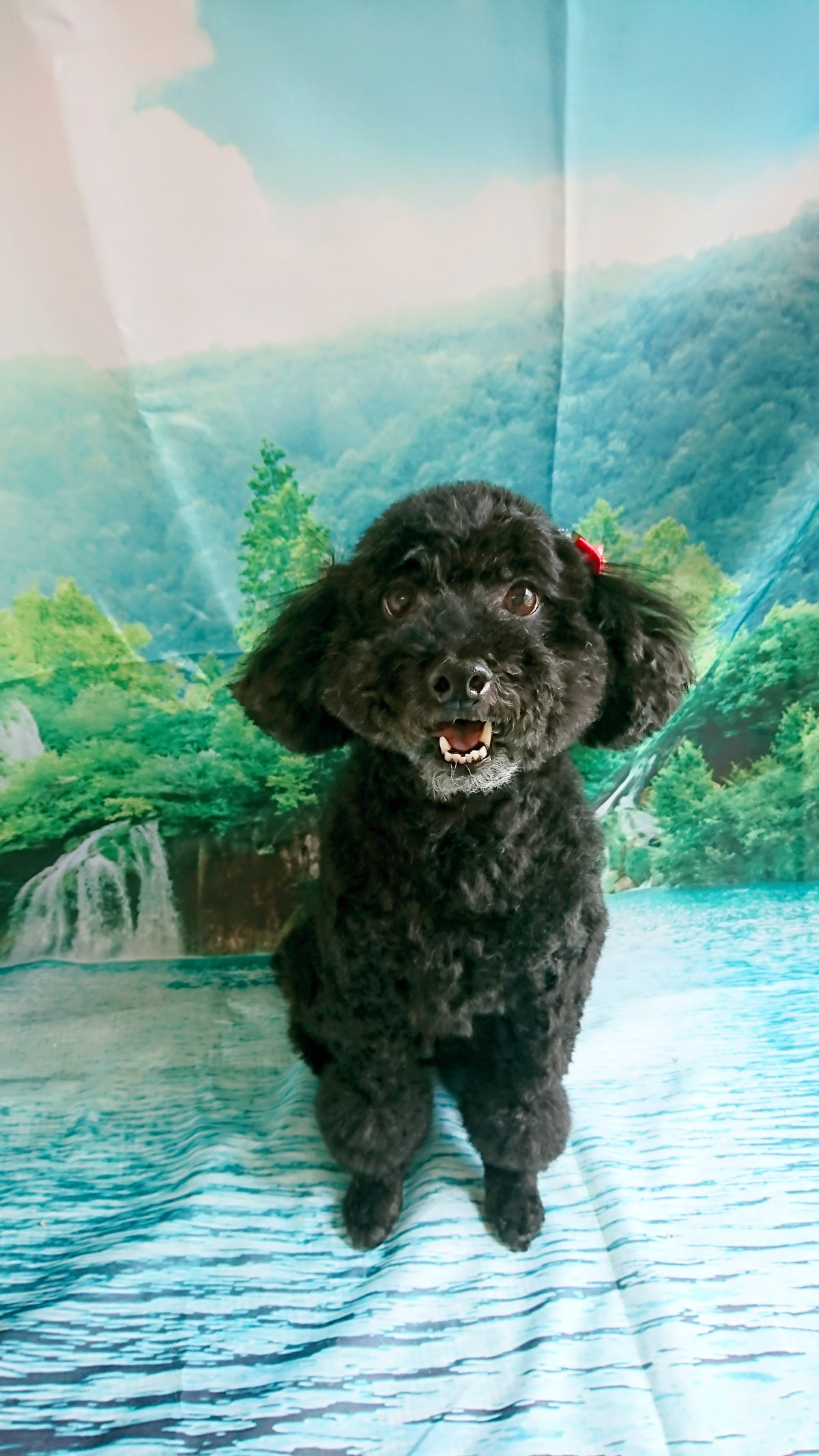 プードルのクールちゃん グルーミングコース