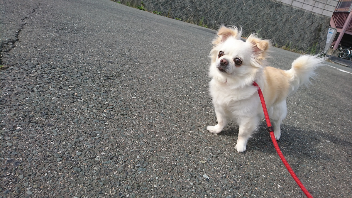 チワワのジョックちゃん お泊まりの様子