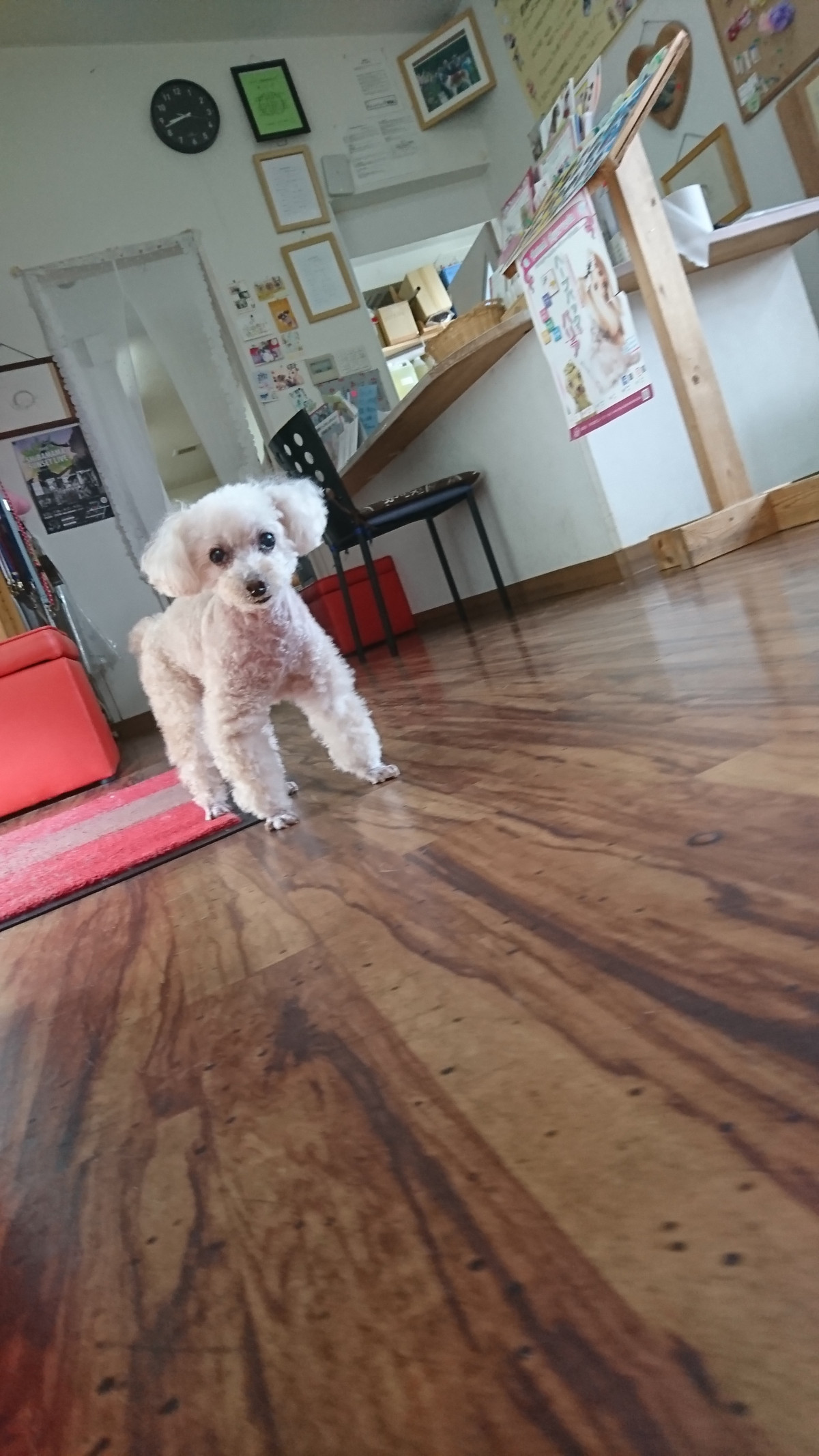 プードルのシナモンちゃん お泊まりの様子