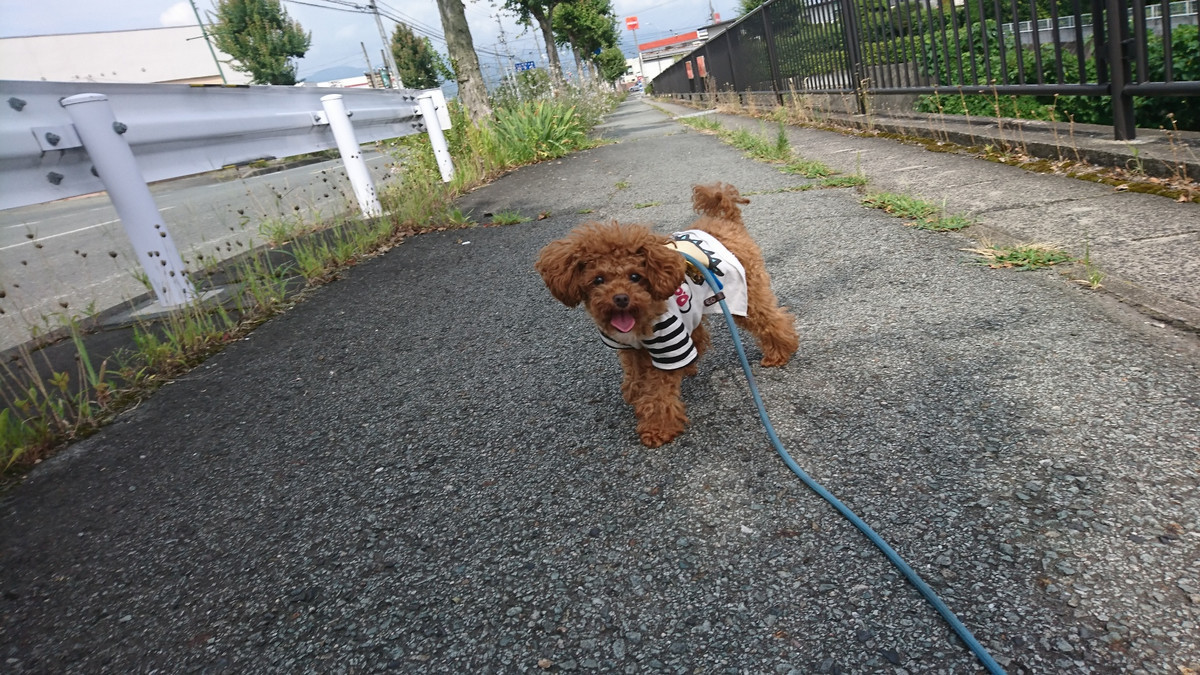 プードルのプータちゃん&ごんたちゃん お泊まりの様子
