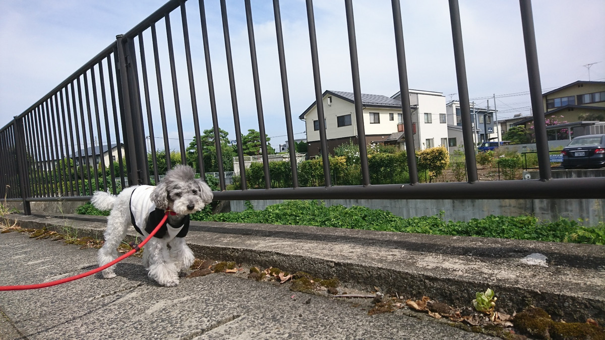 プードルのプータちゃん&ごんたちゃん お泊まりの様子
