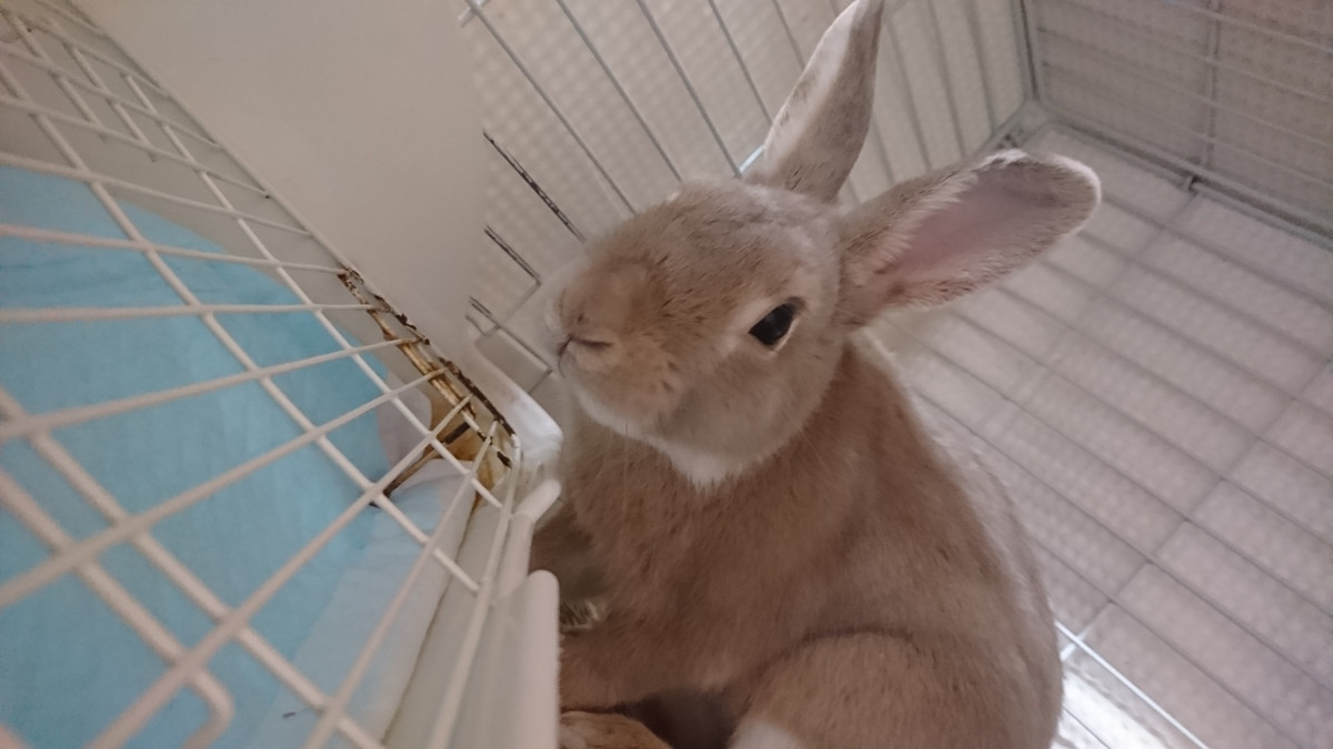 うさぎのはるちゃん お泊まりの様子