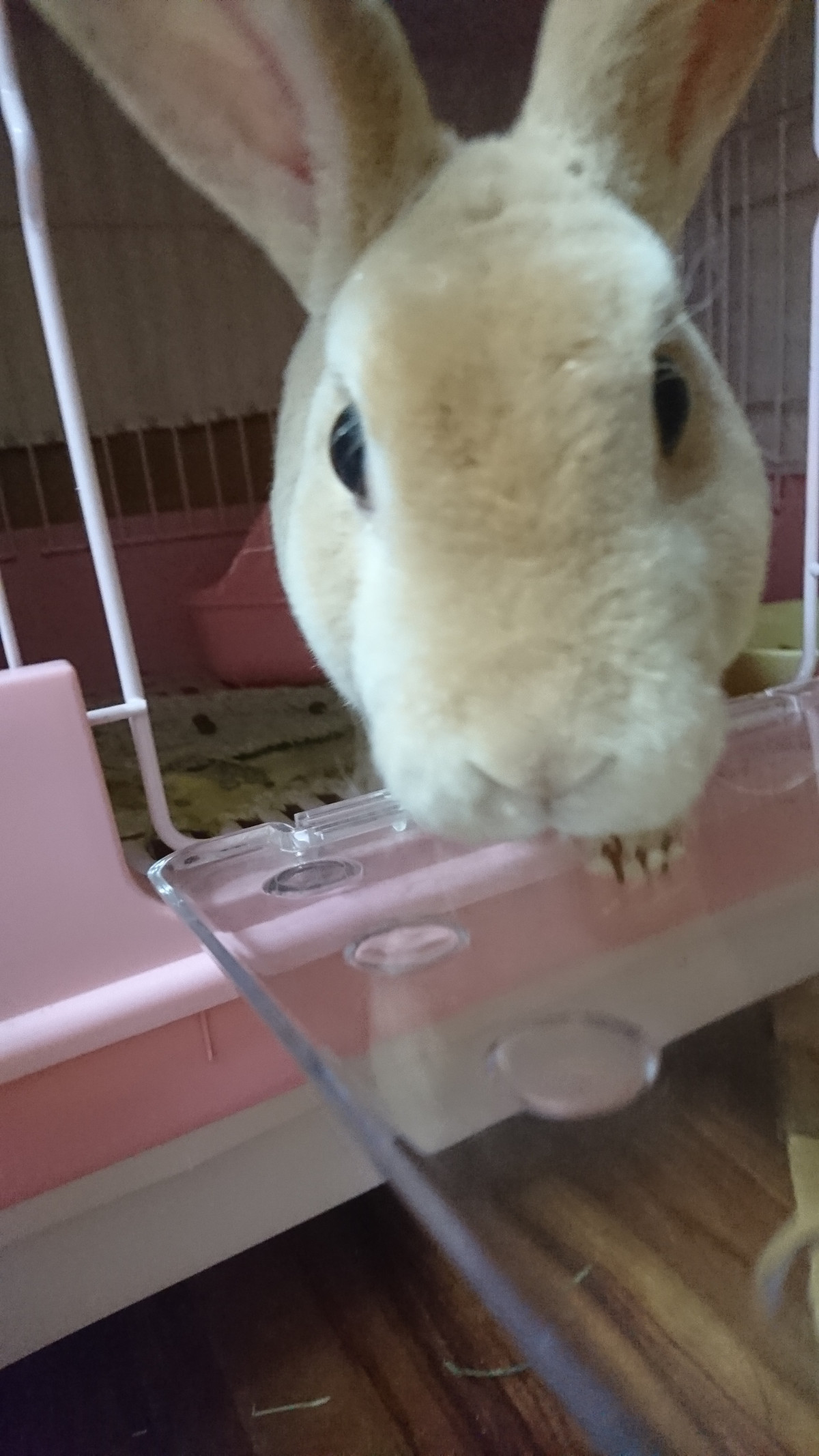 うさぎのフランちゃん お泊まりの様子