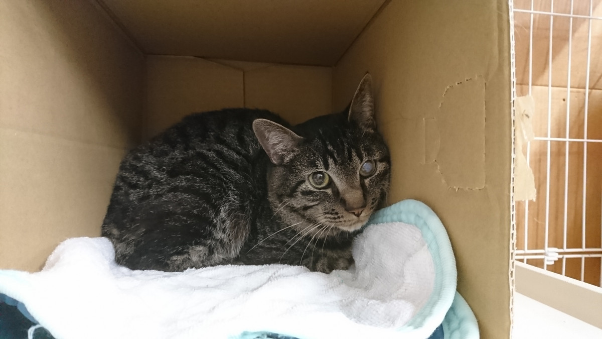 猫のにゃんちゅうちゃん お泊まりの様子