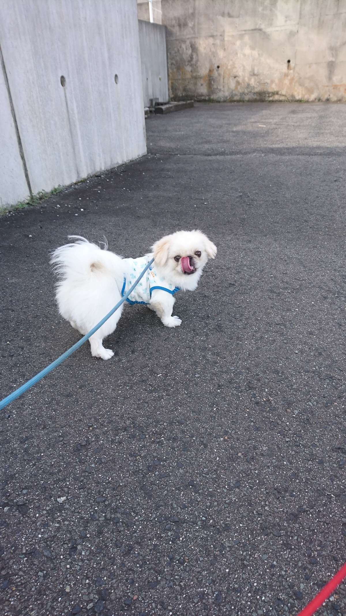 ペキニーズのこたちゃん お泊まりの様子
