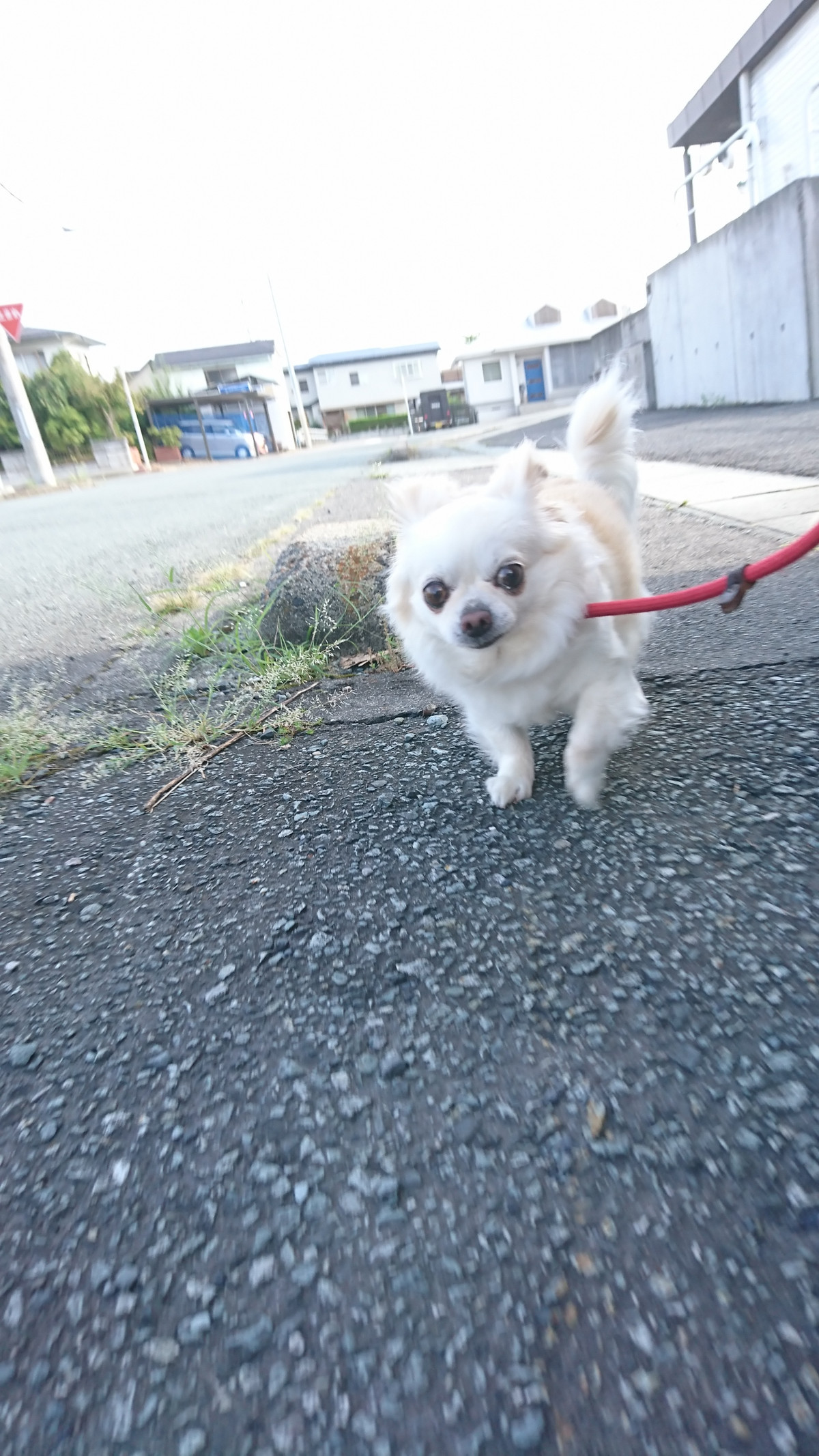 チワワのジョックちゃん お泊まりの様子