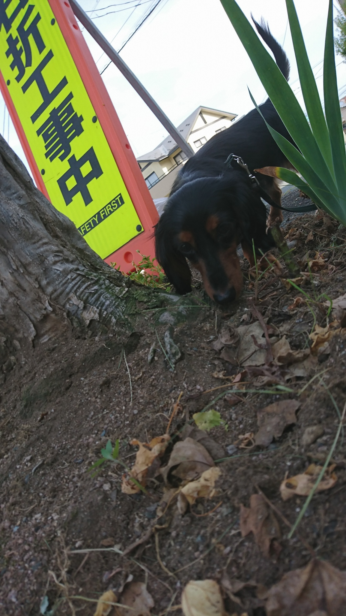 ダックスのルルちゃん お泊まりの様子