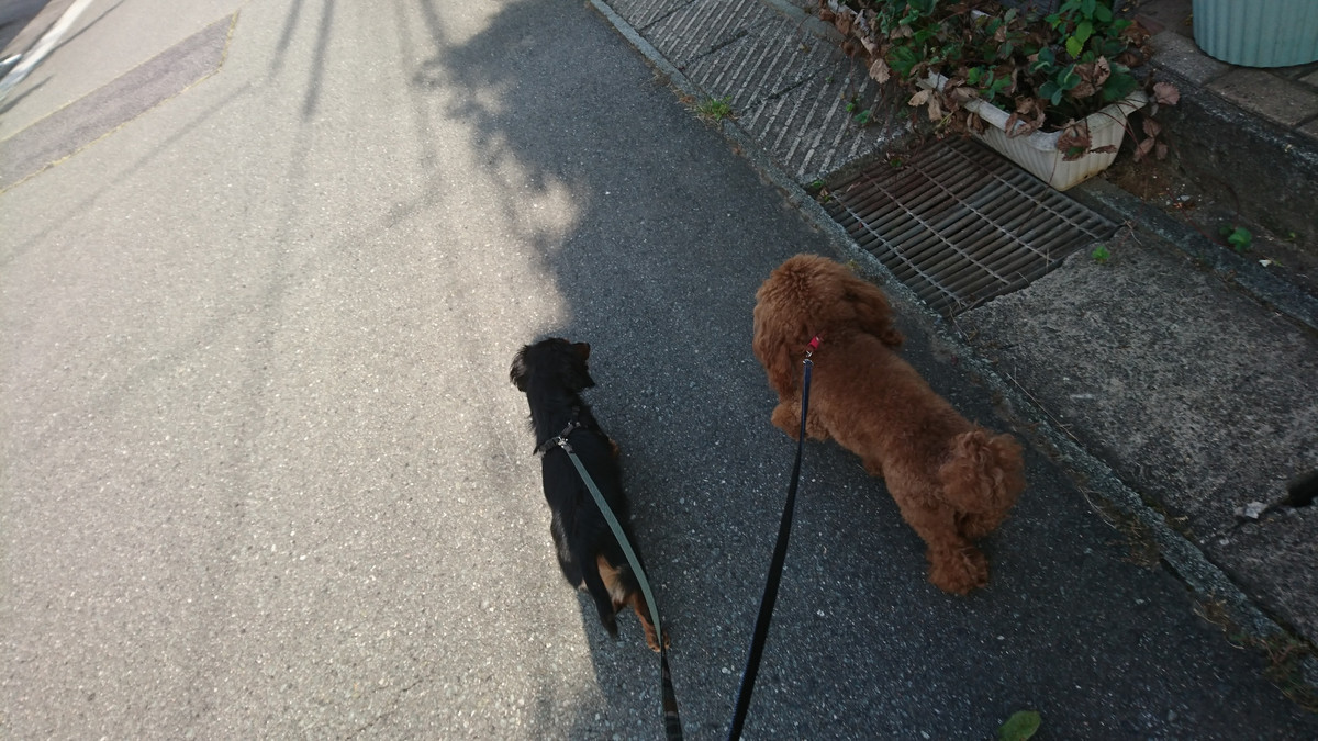 ダックスのルルちゃん お泊まりの様子