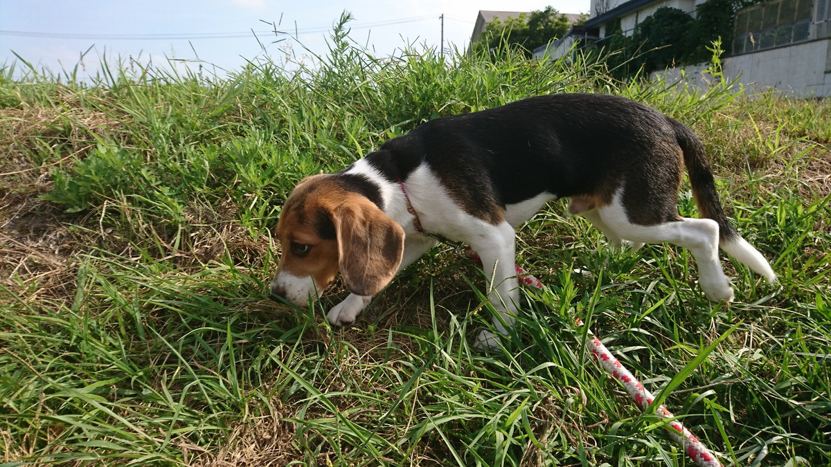 ビーグルのコロちゃん お泊まりの様子