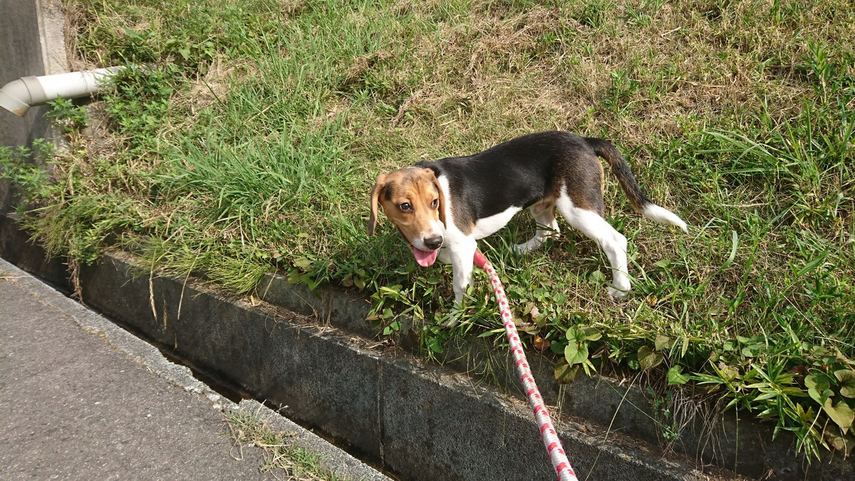 ビーグルのコロちゃん お泊まりの様子