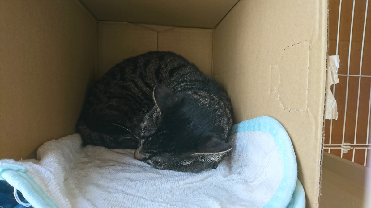 猫のにゃんちゅうちゃん お泊まりの様子