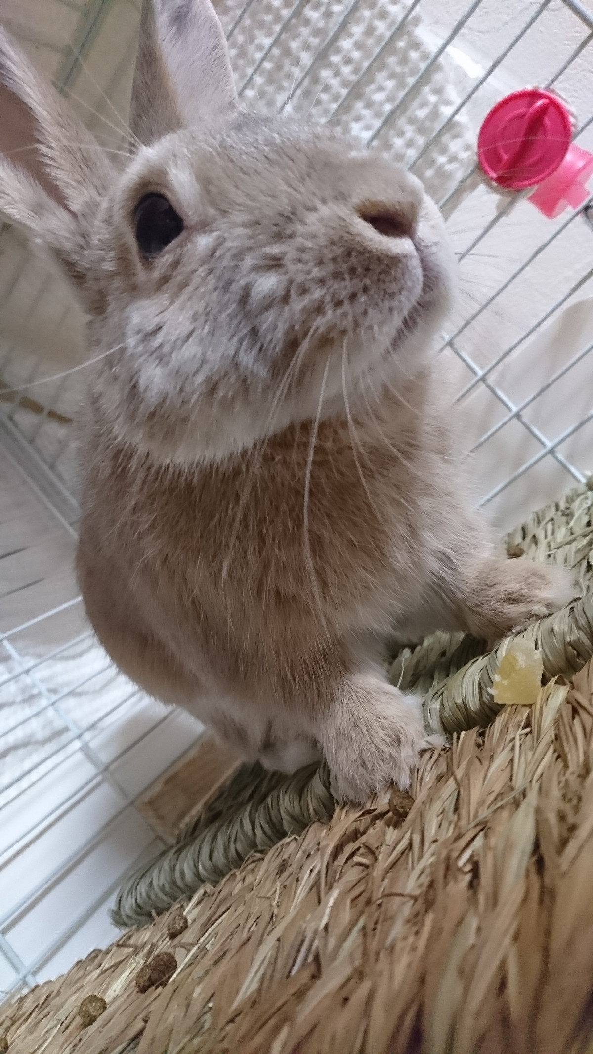 うさぎのはるちゃん お泊まりの様子