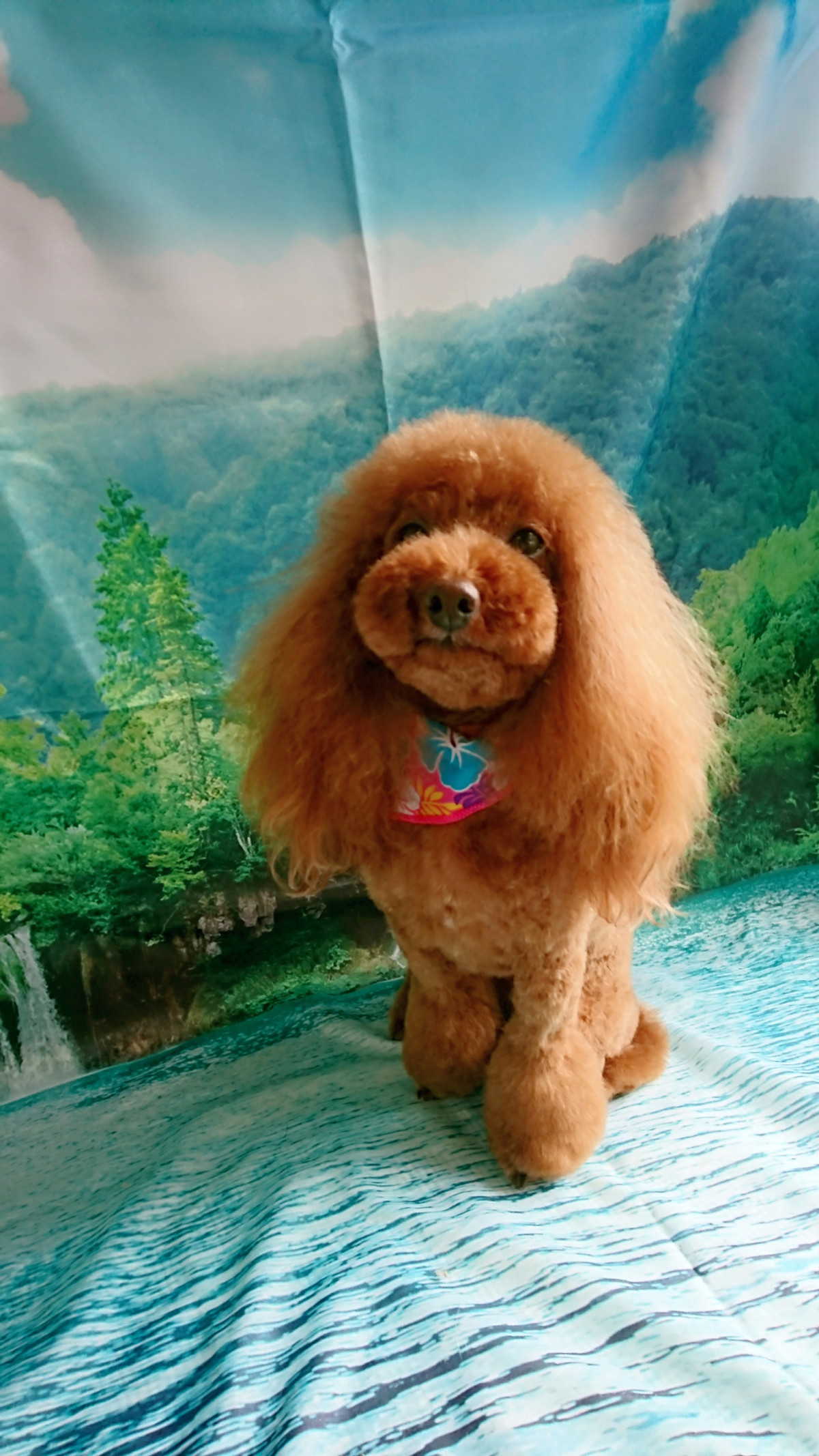 プードルのモコちゃん トリミングコース