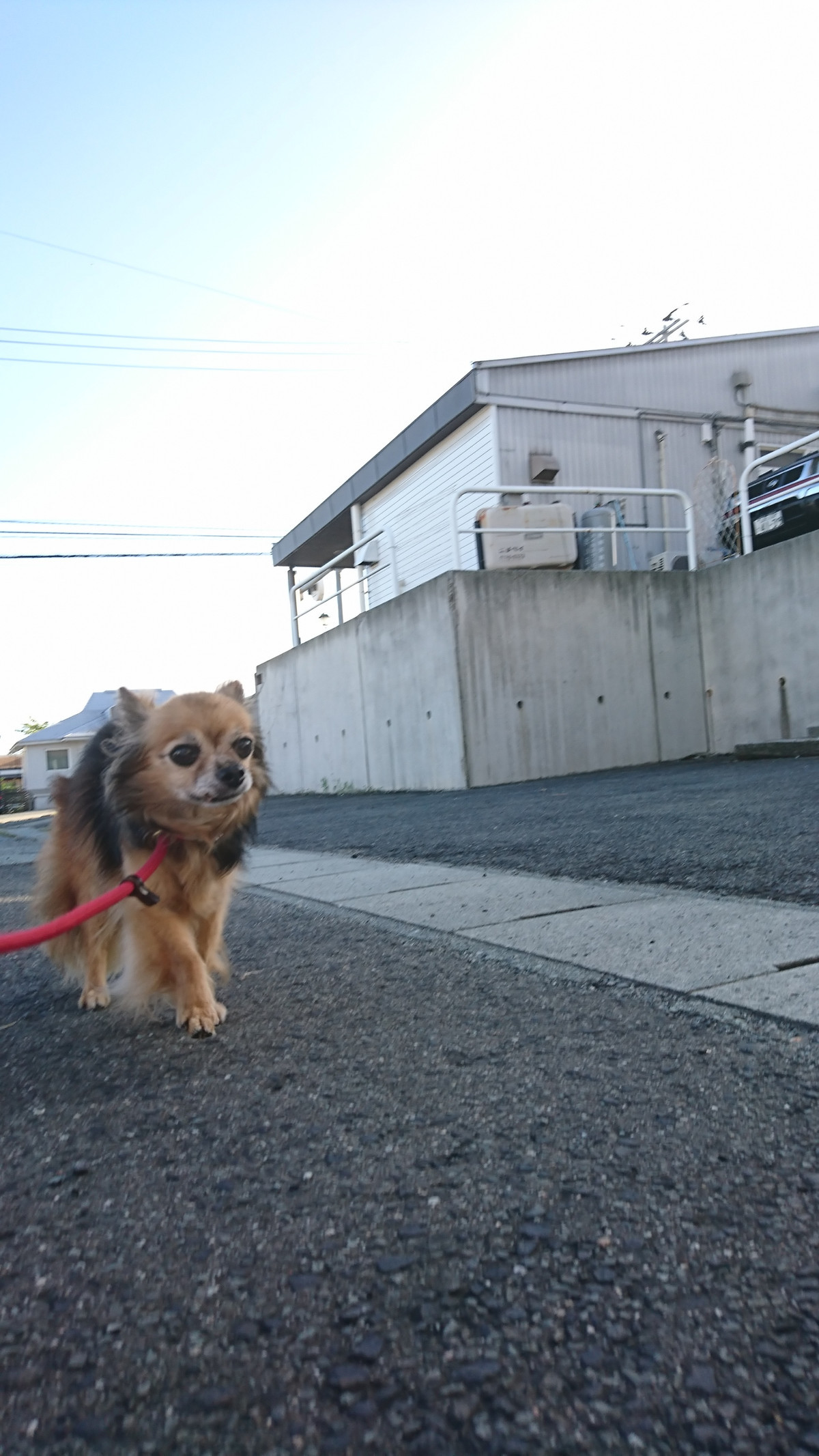 チワワのチョコちゃん お泊まりの様子